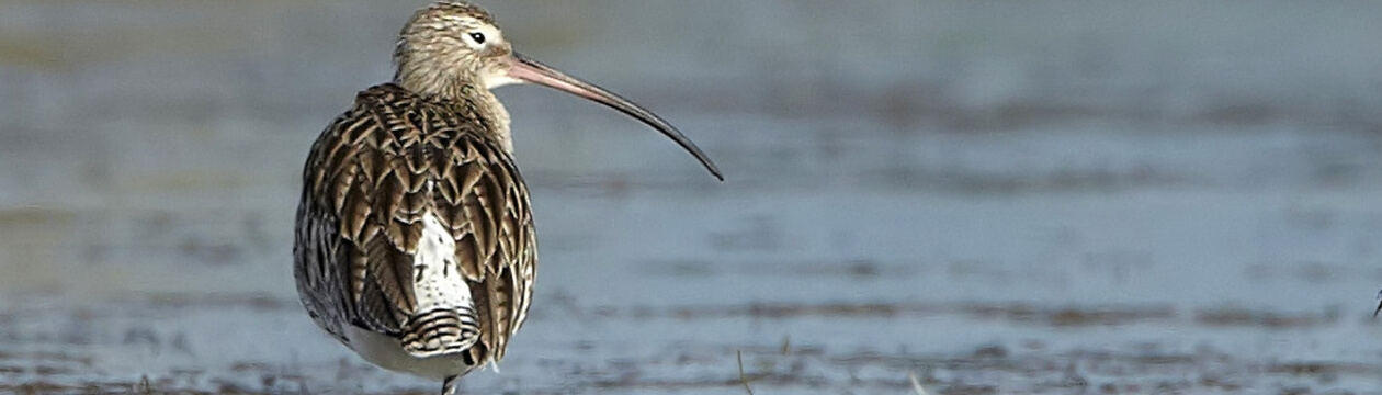 Birder Code of Ethics