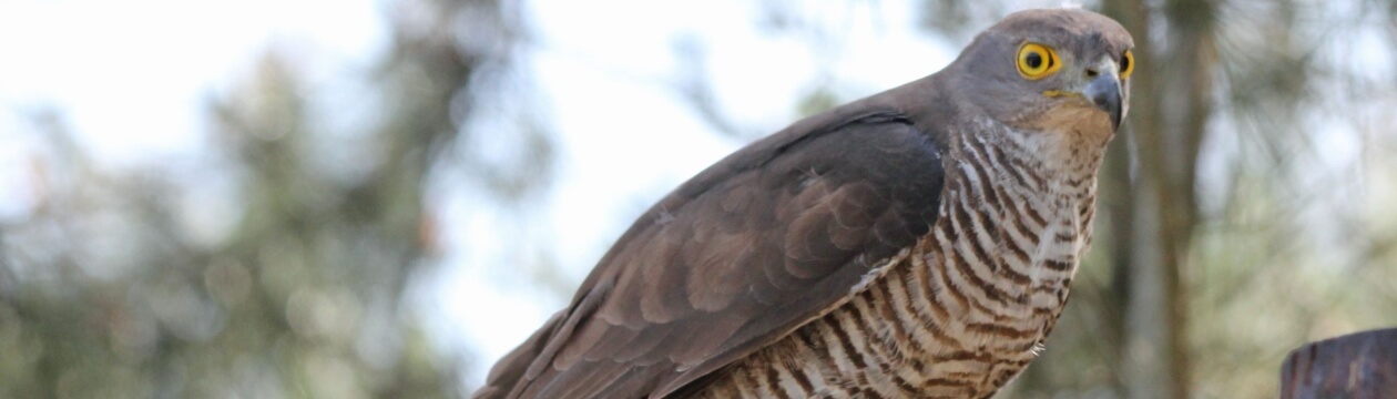African Goshawk-blog