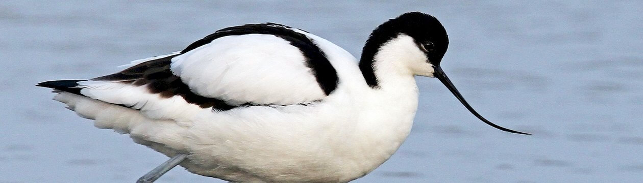 Pied Avocet - Header