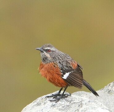 Cape Rockjumper - Keith Joubert