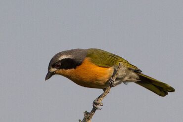 Olive Bushshrike - Gregg Darling