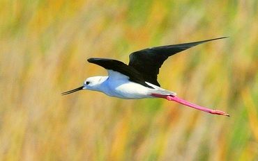Black-winged Stilt - Paul Styger