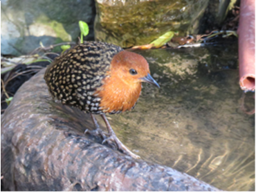 Buff-spotted Flufftail - Barry Kurten.jpg